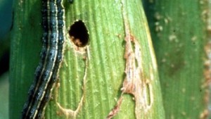 Controla el gusano cogollero del maíz