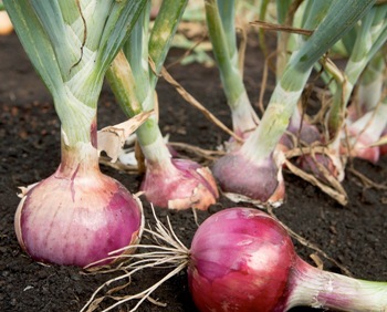 5 Factores que afectan el sabor de la cebolla