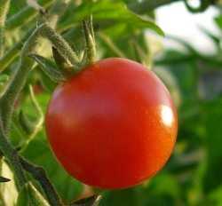 tomato_closeup