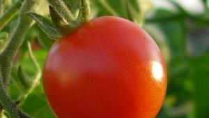 Producción inteligente de tomates en invernadero (parte I)