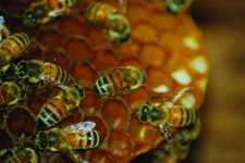 Abejas
