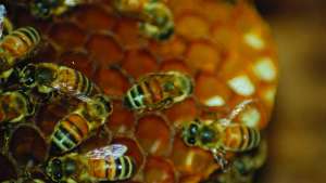 Manejo adecuado de abejas para sandías