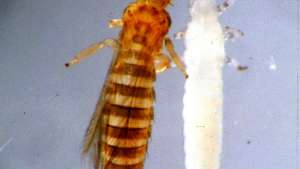 Aprende a controlar los Trips de cebolla