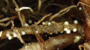 Controla el Nemátodo dorado de la papa