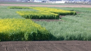 Utiliza brócoli y lechuga como cultivos de protección