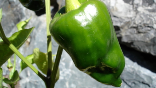 Grosor cuticular del chile