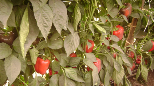 Labores culturales para el pimiento