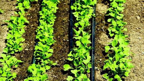 9 recomendaciones para la aplicación correcta de agroquímicos