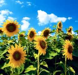 sunflower