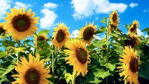 Variedades de sorgo y girasol para proteger los cultivos de tomate