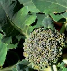brassicas