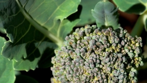 Biofumiga con brasicáceas