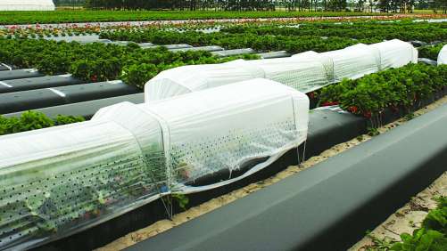 Clasificación de estructuras para la agricultura protegida