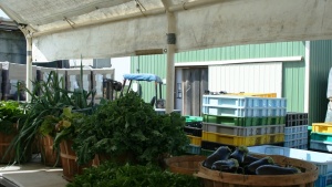 Visita a pruebas de nuevo fertilizante orgánico