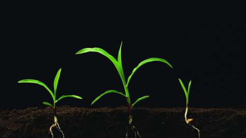 Protege la salud de tu suelo