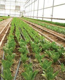 Recicla nutrientes para mejorar la calidad de tu suelo