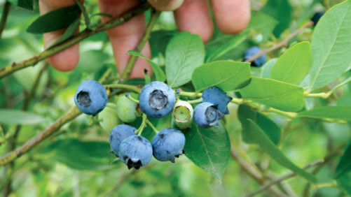 Poda mecánica de arándanos: una opción rentable para productores