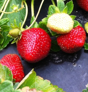 fresas