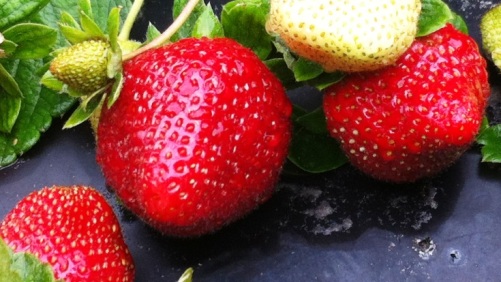 Aumenta las exportaciones de frutillas mexicanas