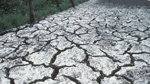Rehabilitación de suelos salinos