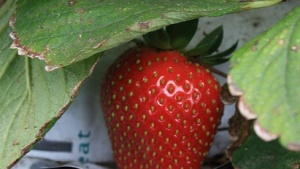 Beneficios del  silicio en fresas