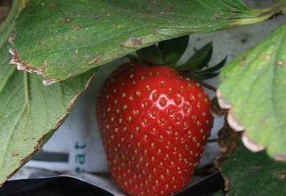 Protege tus fresas y frambuesas contra virus