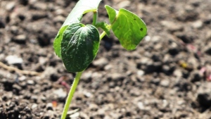 Cursos Intagri 2014: Fertilización, Nutrición y Enfoque en Maíz