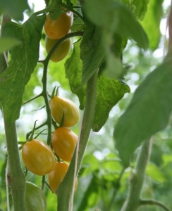tomates
