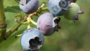 Mejora el crecimiento y vigor de tus plantas de arándanos con el calcio