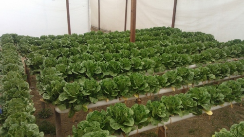 Lechugas hidropónicas de Tlaxcala, ejemplo de emprendimiento