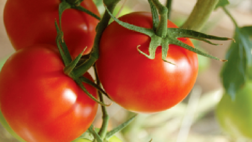 Portainjertos de tomate como alternativa ante condiciones de estrés salino