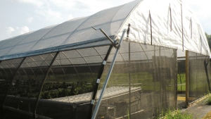 En macrotúnel, es importante utilizar mallas antiinsectos u otros métodos de exclusión de plagas
