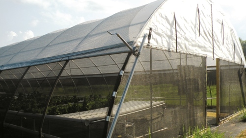 En macrotúnel, es importante utilizar mallas antiinsectos u otros métodos de exclusión de plagas