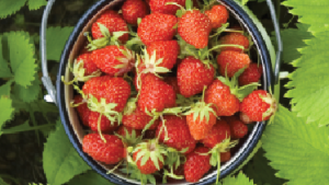 Robot para cosechar fresas “prueba” fruto en el campo