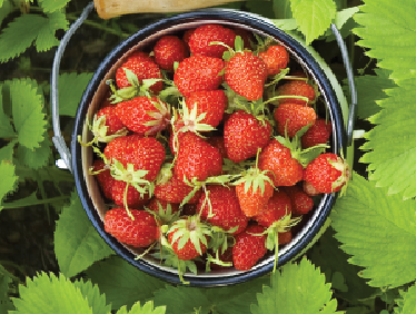 Robot para cosechar fresas “prueba” fruto en el campo
