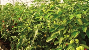 República Dominicana invierte en producción protegida de hortalizas de alto valor