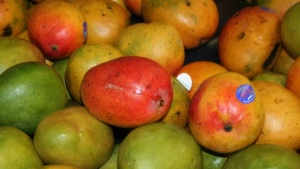 Producción de mango en el sur de Sinaloa