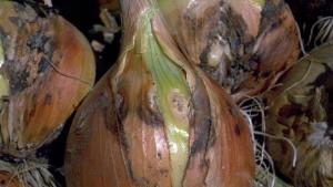 Recomendaciones para controlar 4 de las enfermedades más devastadoras de la cebolla