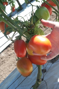 tomato_roma_Hazera Experimental Station_Expo SIN 09 by AR 117 (55)