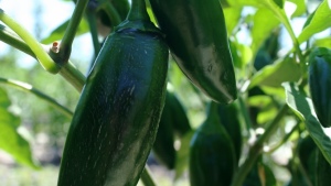 El chile: segunda hortaliza más importante en Sinaloa