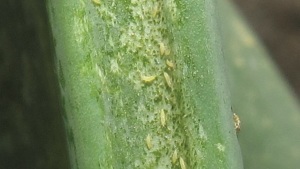 Control y manejo de trips en la cebolla