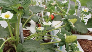 Los LED podrían manipular aroma y color en cultivos ornamentales y alimentarios