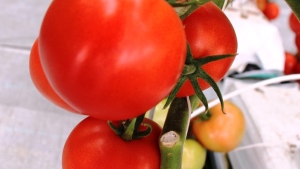 Pregunta del lector: Variedad de tomate resistente a altas temperaturas