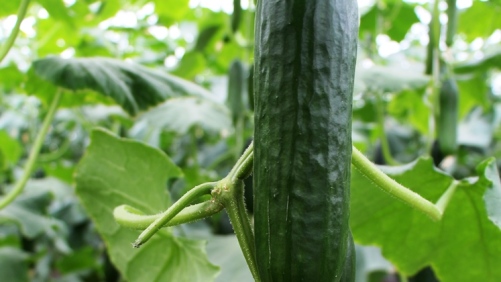 El pepino sinaloense continúa escalando su exportación
