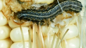 Manejo agroecológico del gusano cogollero en el maíz