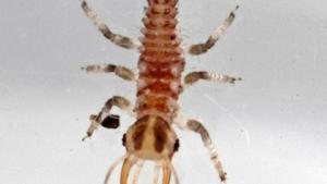 Efecto de insecticidas en <i>B. cockerelli</i> y su depredador <i>C. carnea</i>