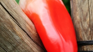 Fertirriego y programación de riego para el cultivo de chiles