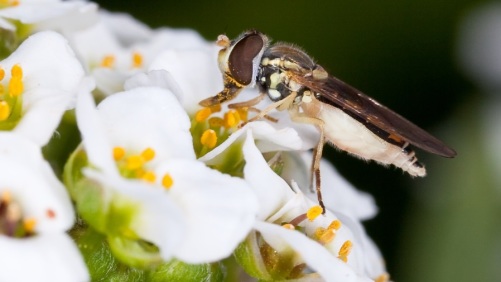 Recomendada la utilización de flores de aliso para control de áfidos en lechuga romana