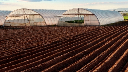 solarizacion archivos Hortalizas