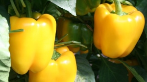Desempeño de sustratos orgánicos en la producción de pimiento en invernadero